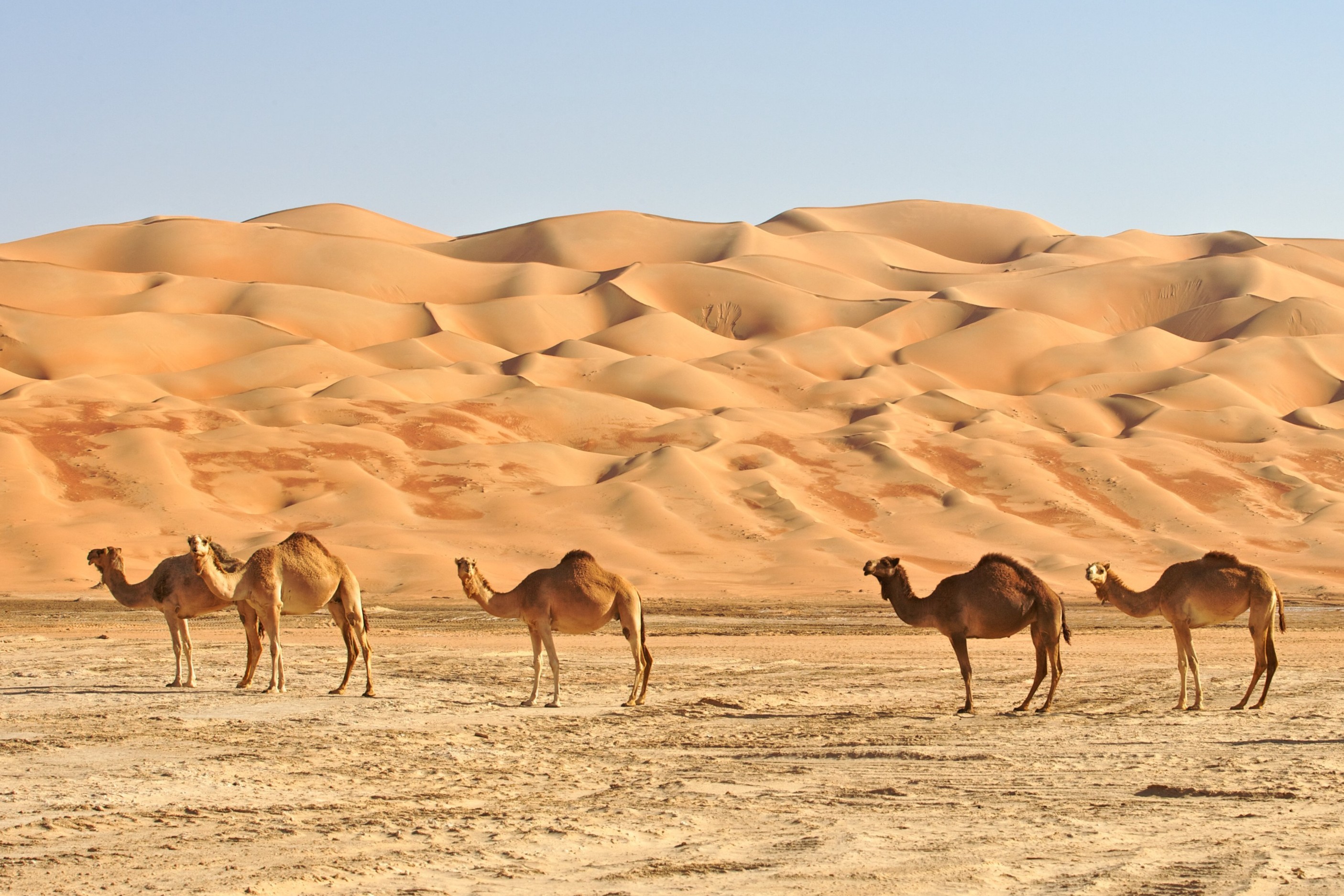 Battinah and Wadi Abyad Jeep Tour from Muscat