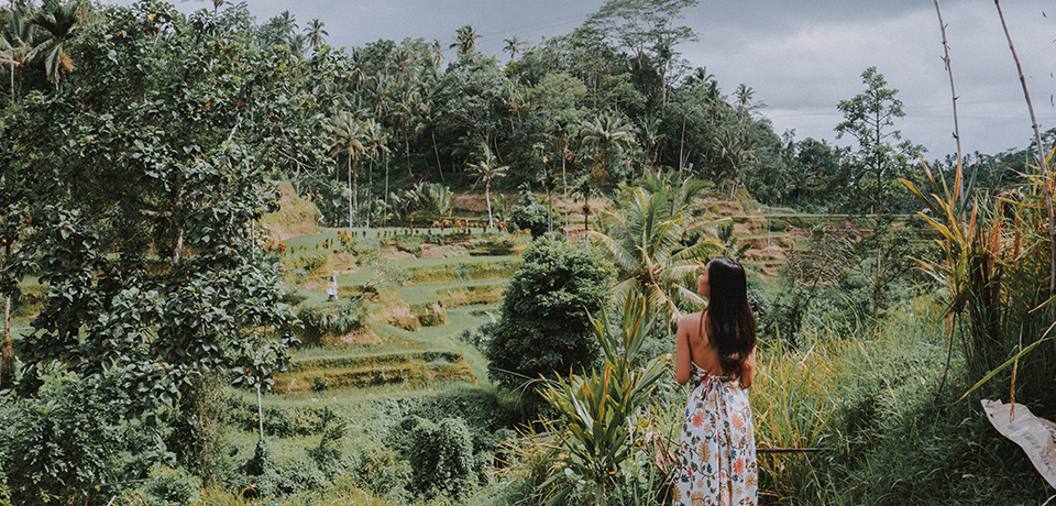 The vast rice paddies in Tegalalang Rice Terrace！