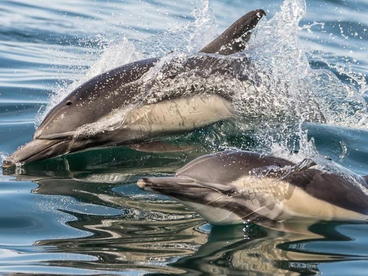 Marine Wildlife Adventure Whale &amp; Dolphin Watching from Long Beach