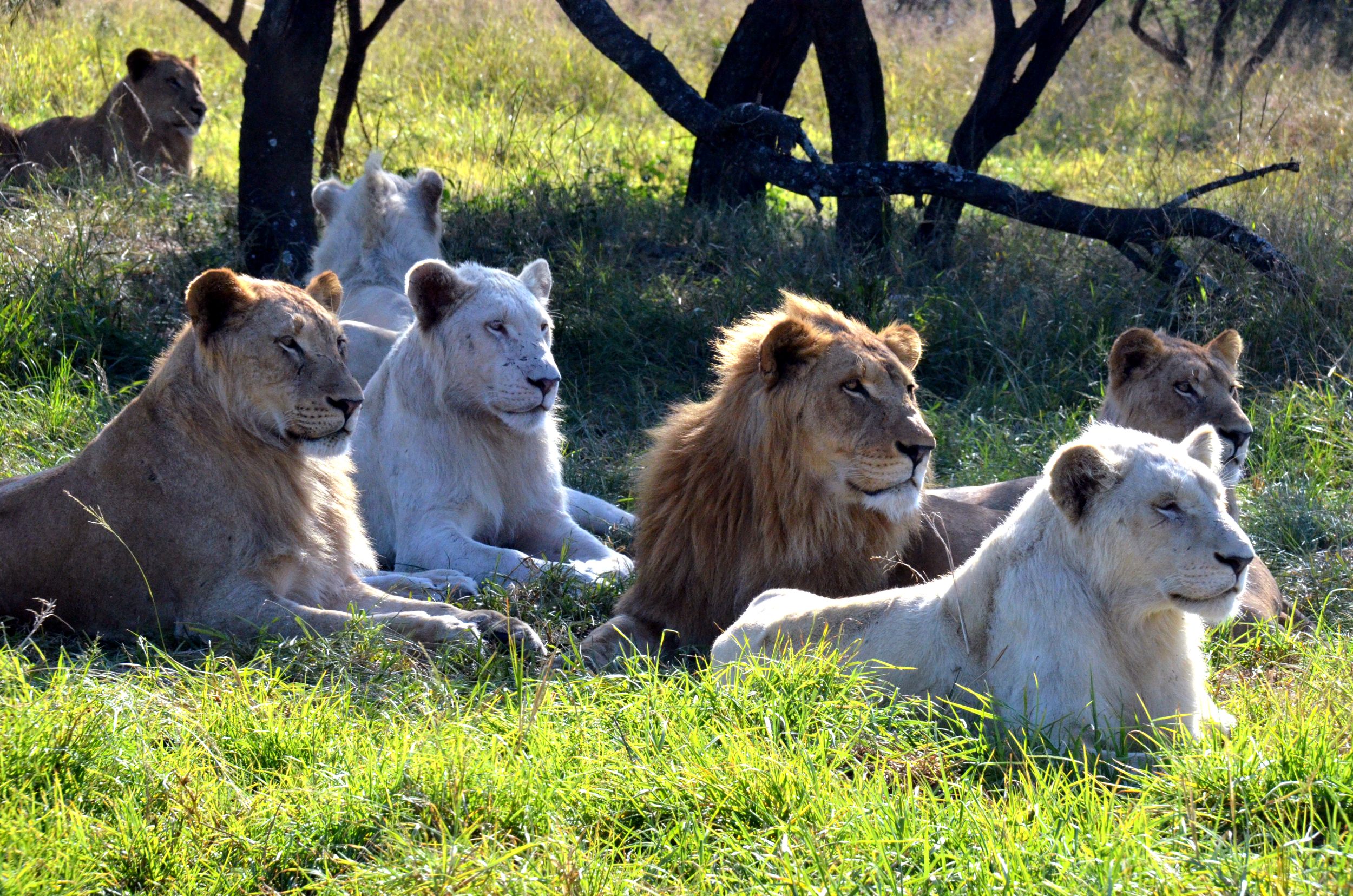 Safari and PheZulu Cultural Village Day Tour