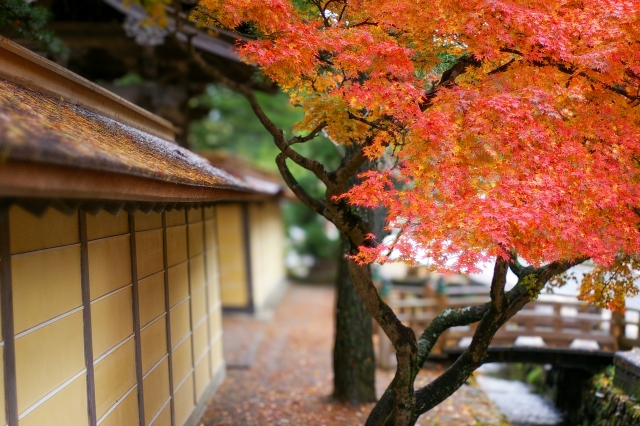 高野山賞紅葉＆採橘子一日遊（大阪出發）