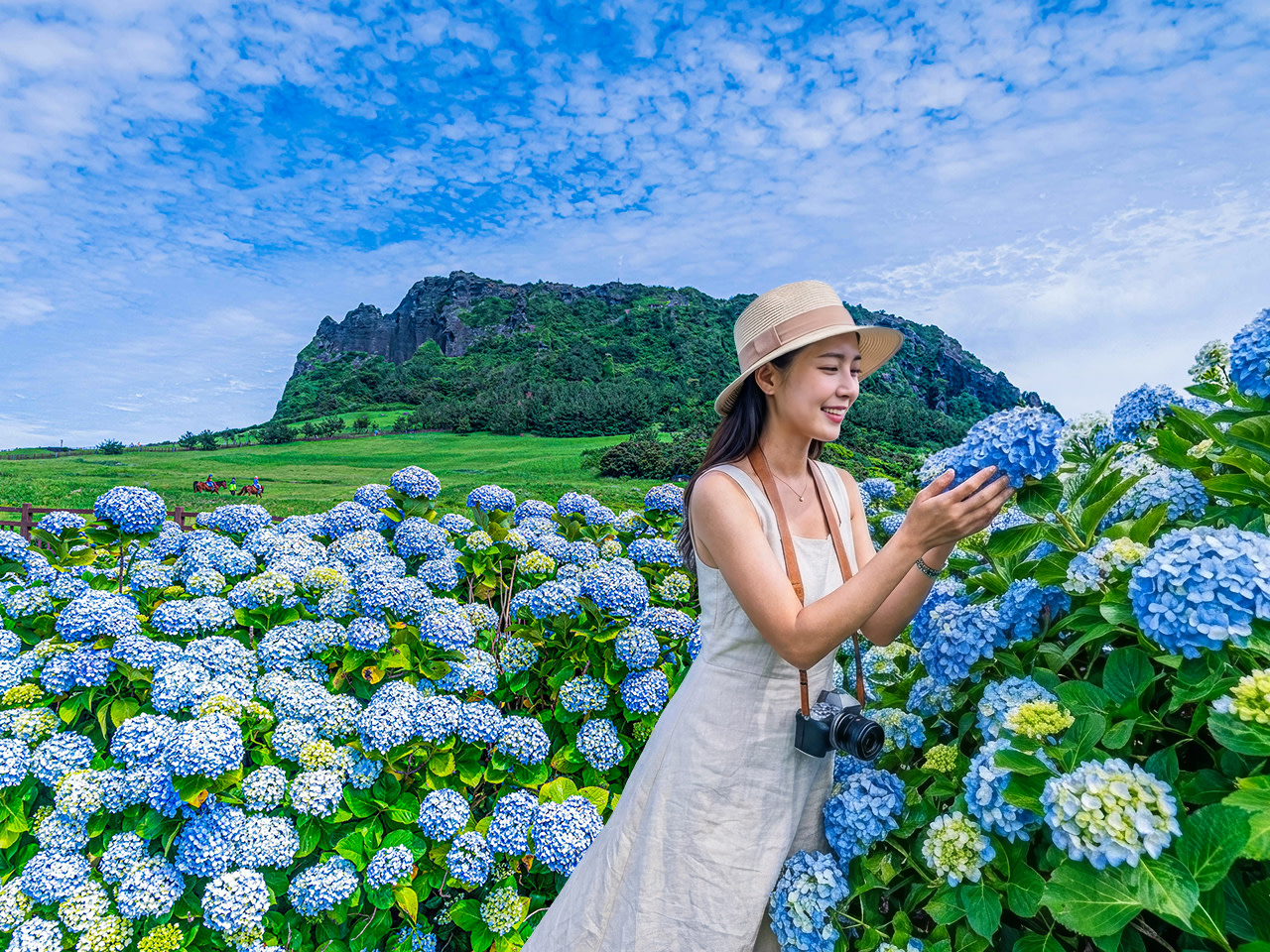 Excursión de un día completo a los cerezos en flor de Jeju con recogida en el hotel