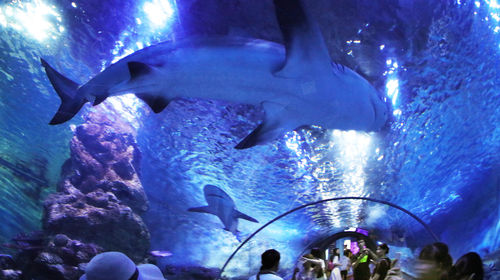 Xiamen Underwater World