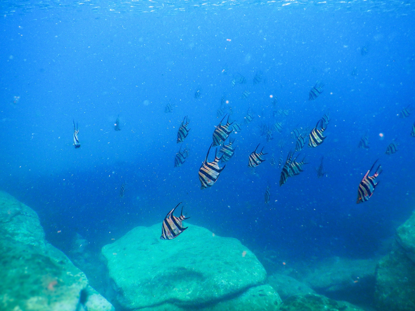 Private One On One Snorkeling Tour