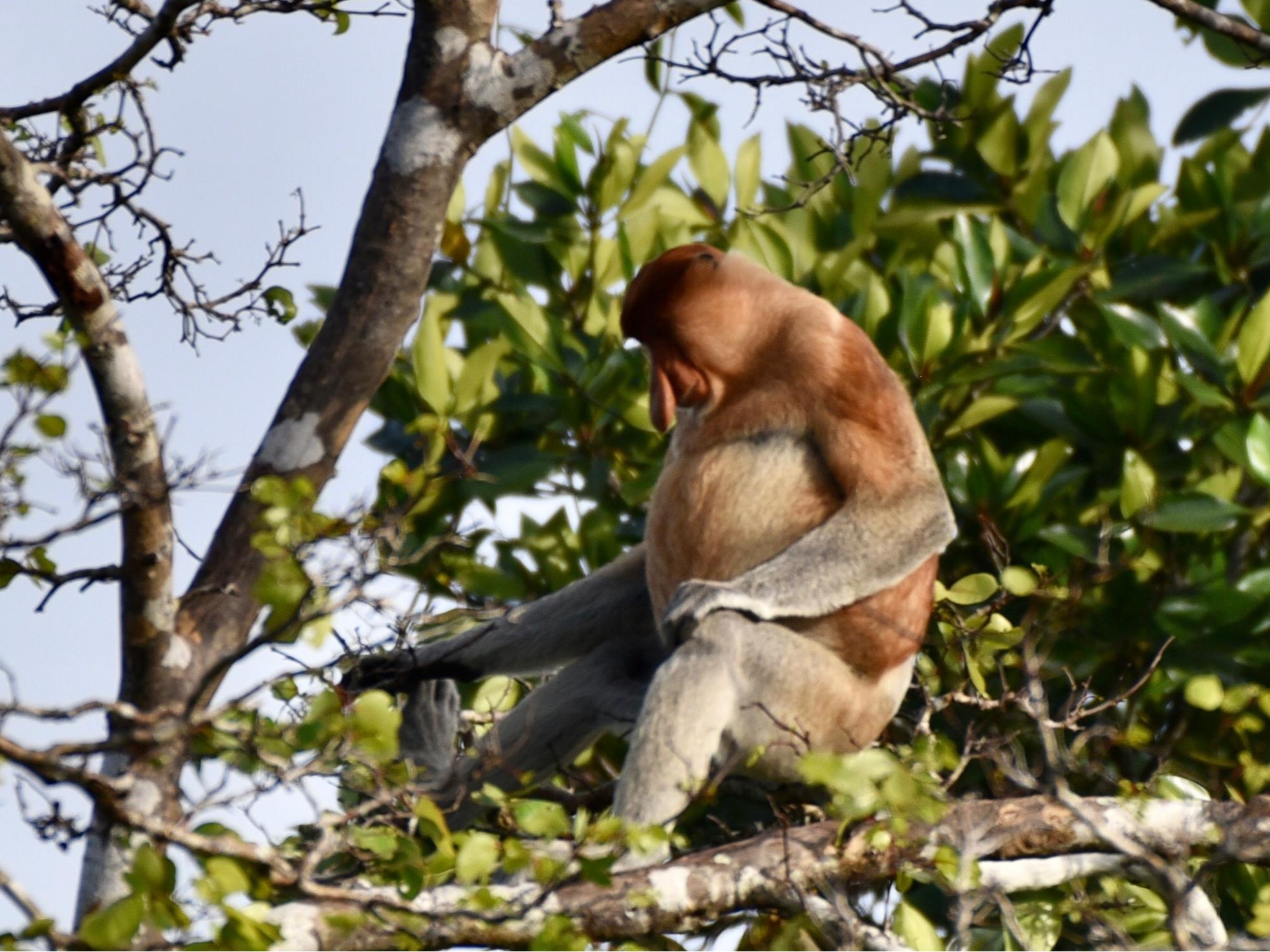 婆羅洲卡紅樹林野生動物巡遊 & 螢火蟲奇觀