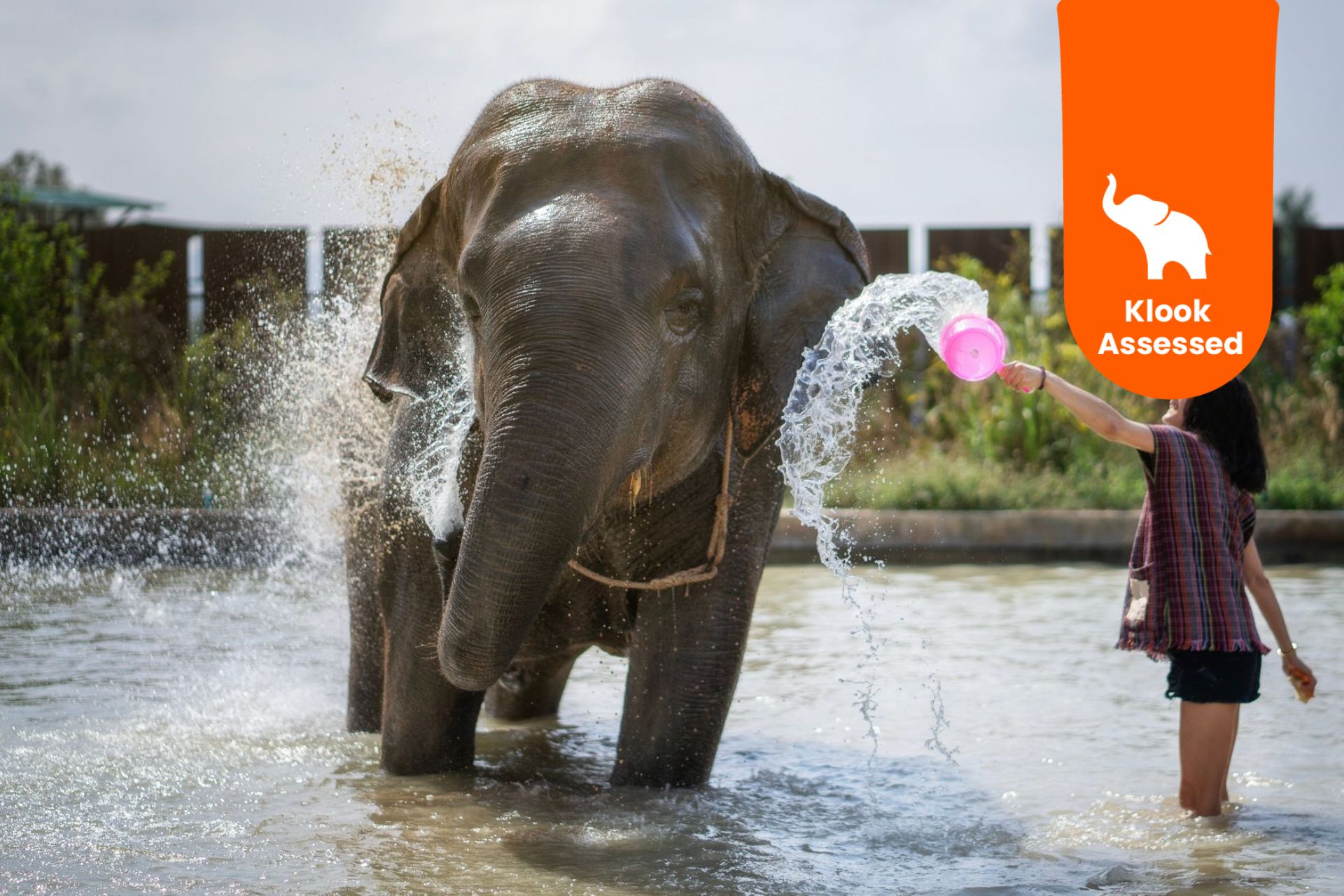 Elephant Jungle Sanctuary Pattaya Experience