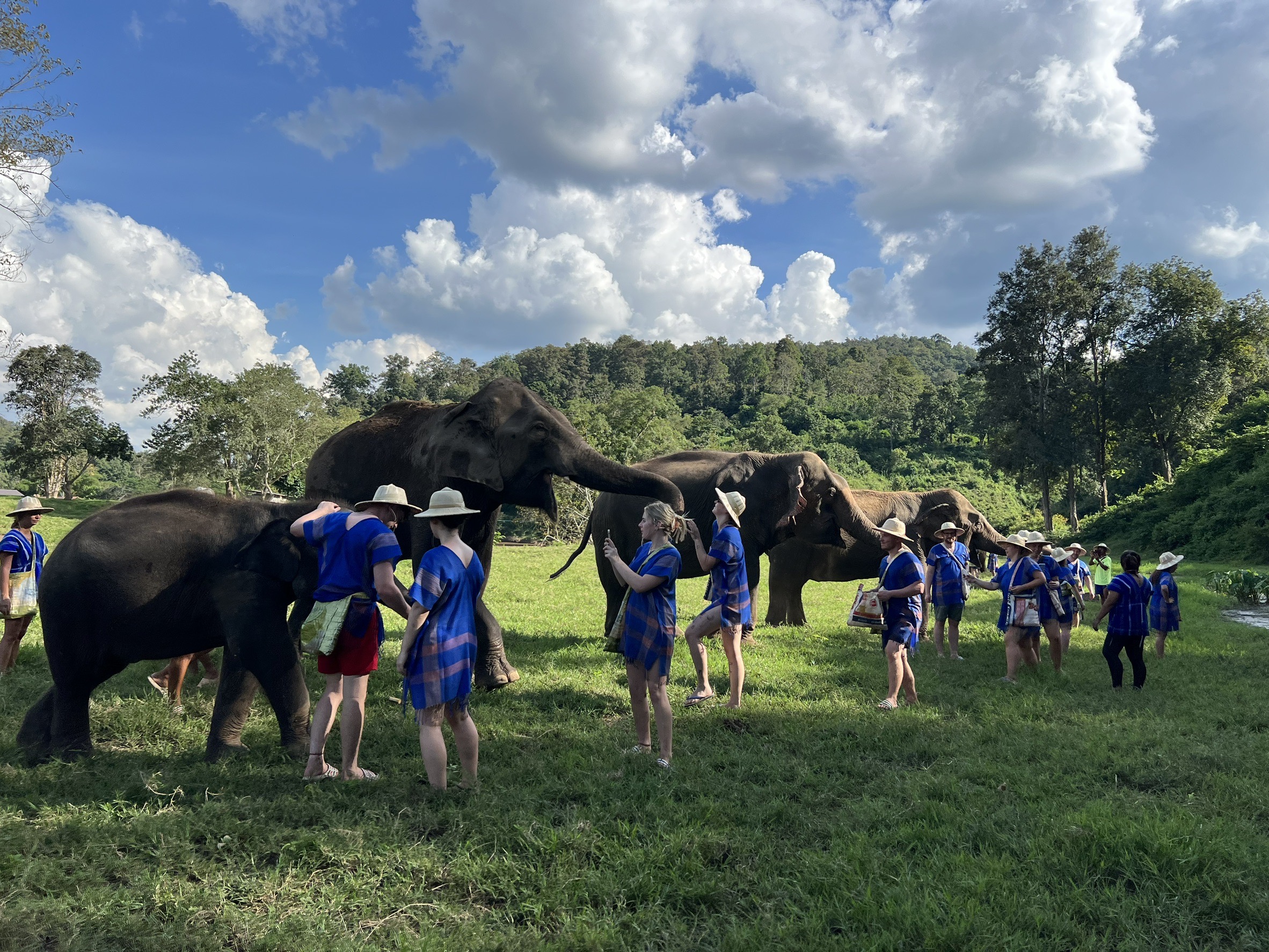 餵食大象並熟悉它們 餵食大象並熟悉它們