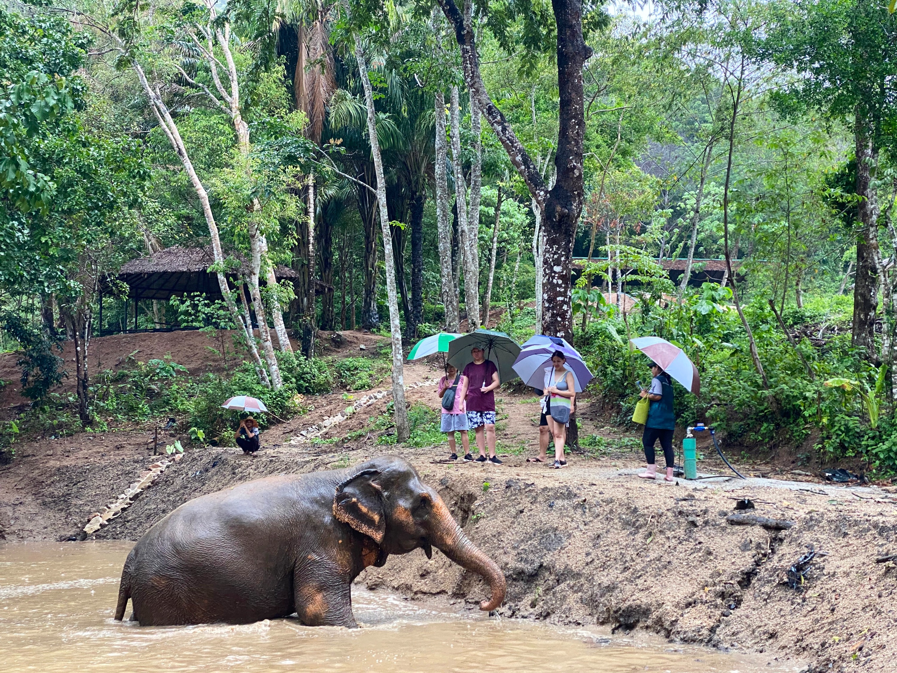 Observe our elephants bathe in the mud and natural ponds