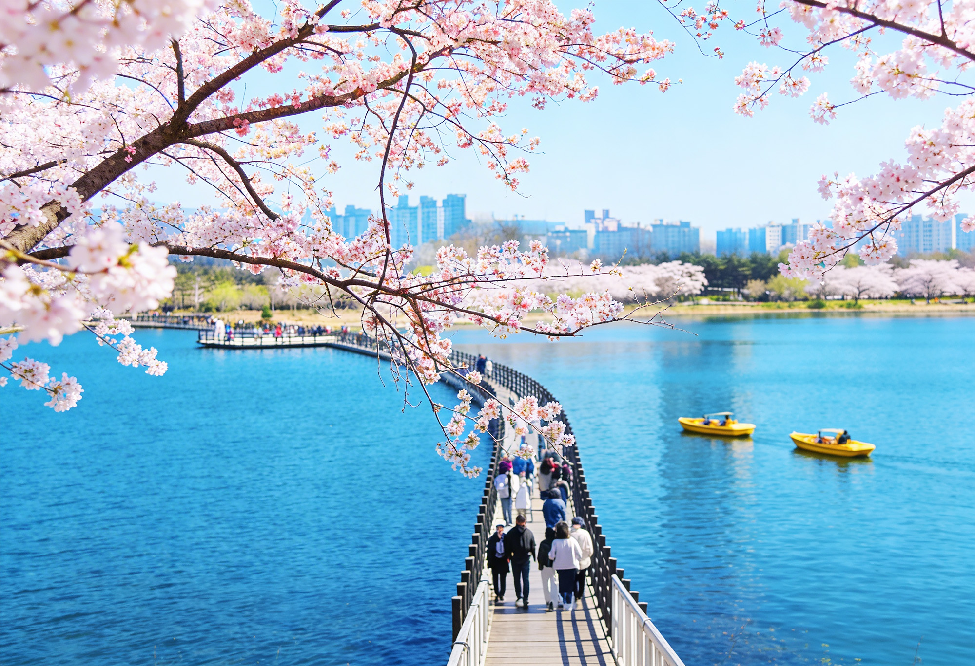 一處隱藏的春日瑰寶——寧靜的水面、壯麗的山景和盛開的櫻花🌸🌸 完美的春日拍照區。 一處隱藏的春日瑰寶——寧靜的水面、壯麗的山景和盛開的櫻花🌸🌸 完美的春日拍照區。