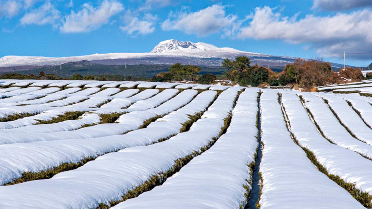 雪白大地與翠綠茶園交織，勾勒出濟州最寧靜的冬日風情。