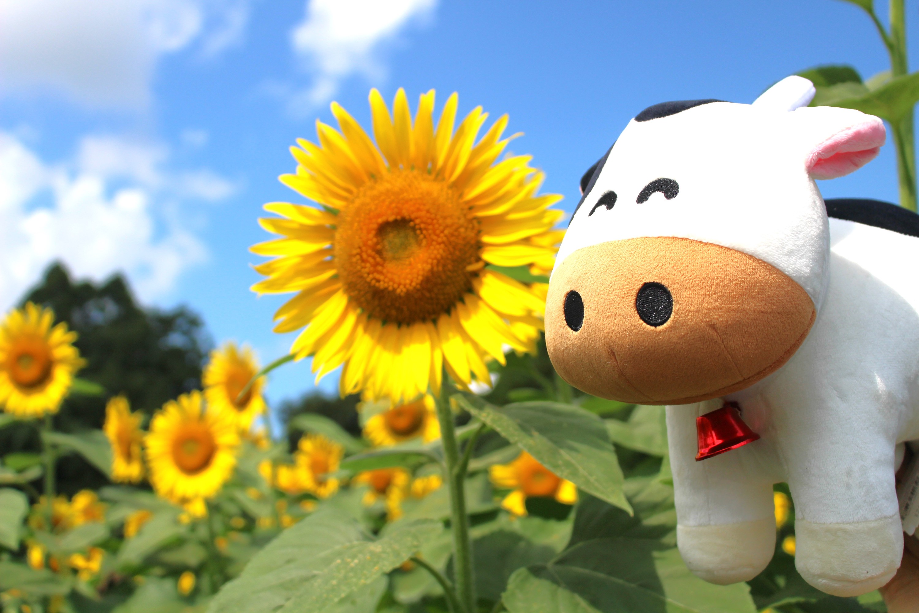 日本成田夢牧場門票