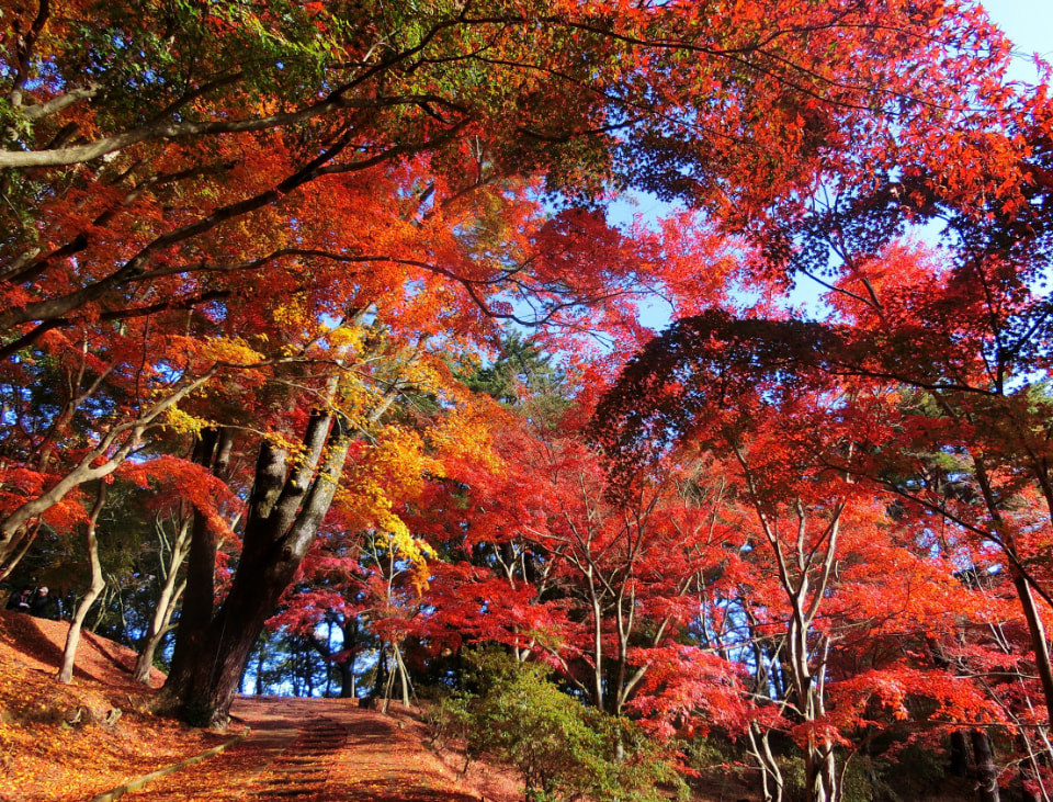 約1,000株的紅葉錯落在廣大的腹地內，每年11月中旬開始到12月上旬，園內的1000多棵楓樹漸漸變成鮮豔的紅色