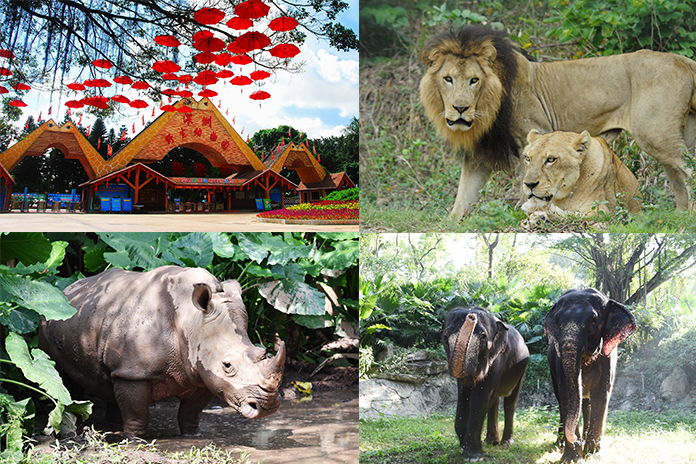 【限時優惠】深圳野生動物園門票