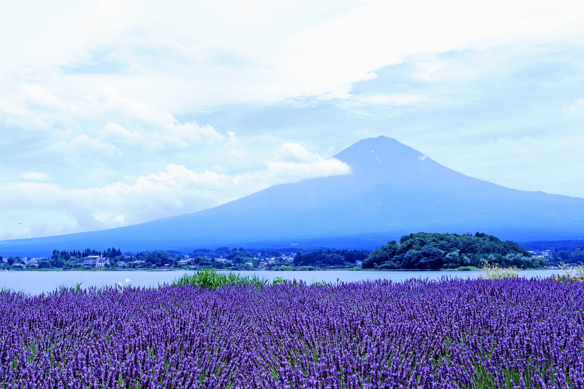 高級版富士山河口湖絕景一日遊！坐豪華巴士巡遊多個拍攝點，從不同角度欣賞令人震撼的富士山美景！包含神戶牛涮涮鍋（品川/新宿出發）