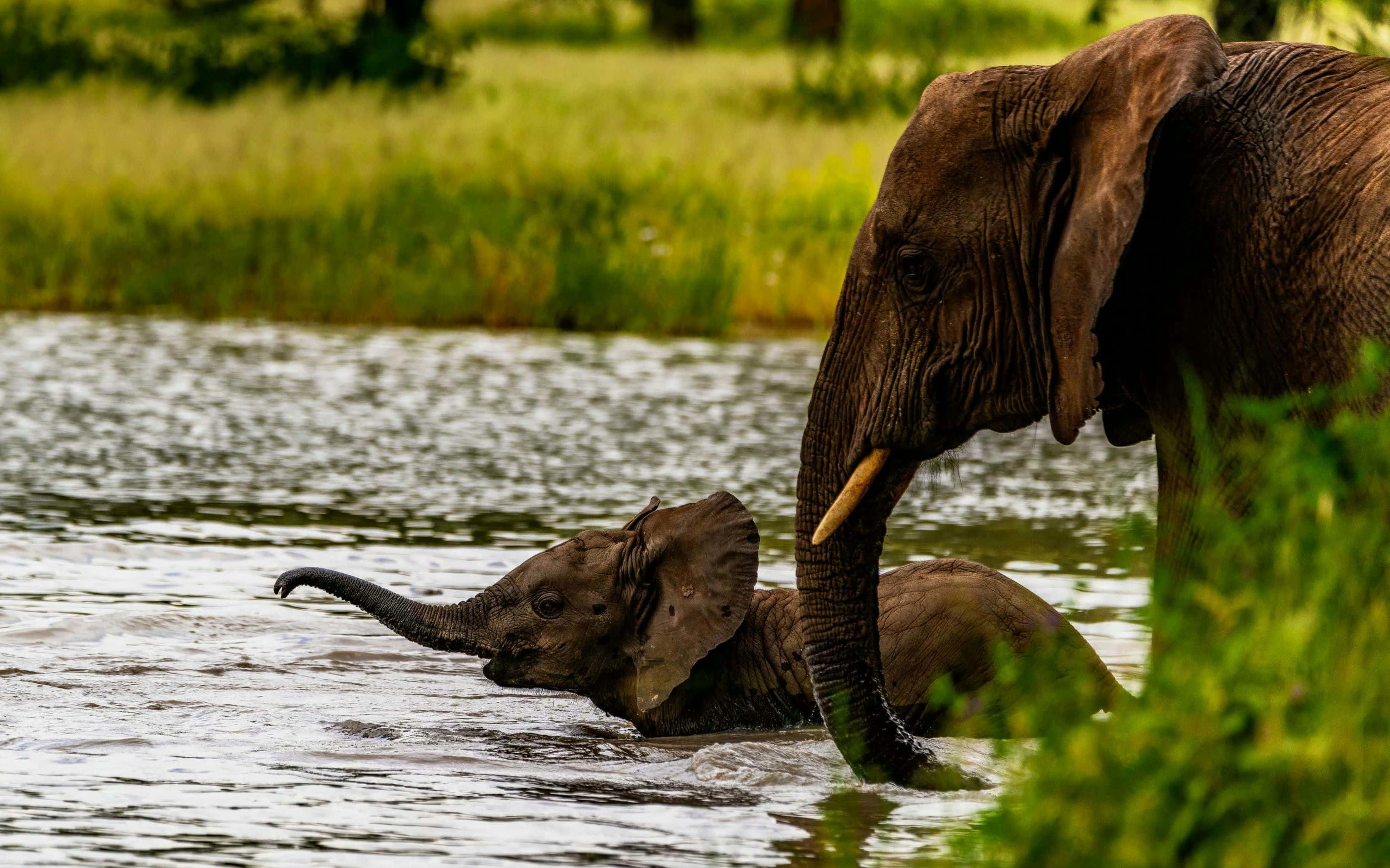 3-Day Ngorongoro & Tarangire Safari with Materuni