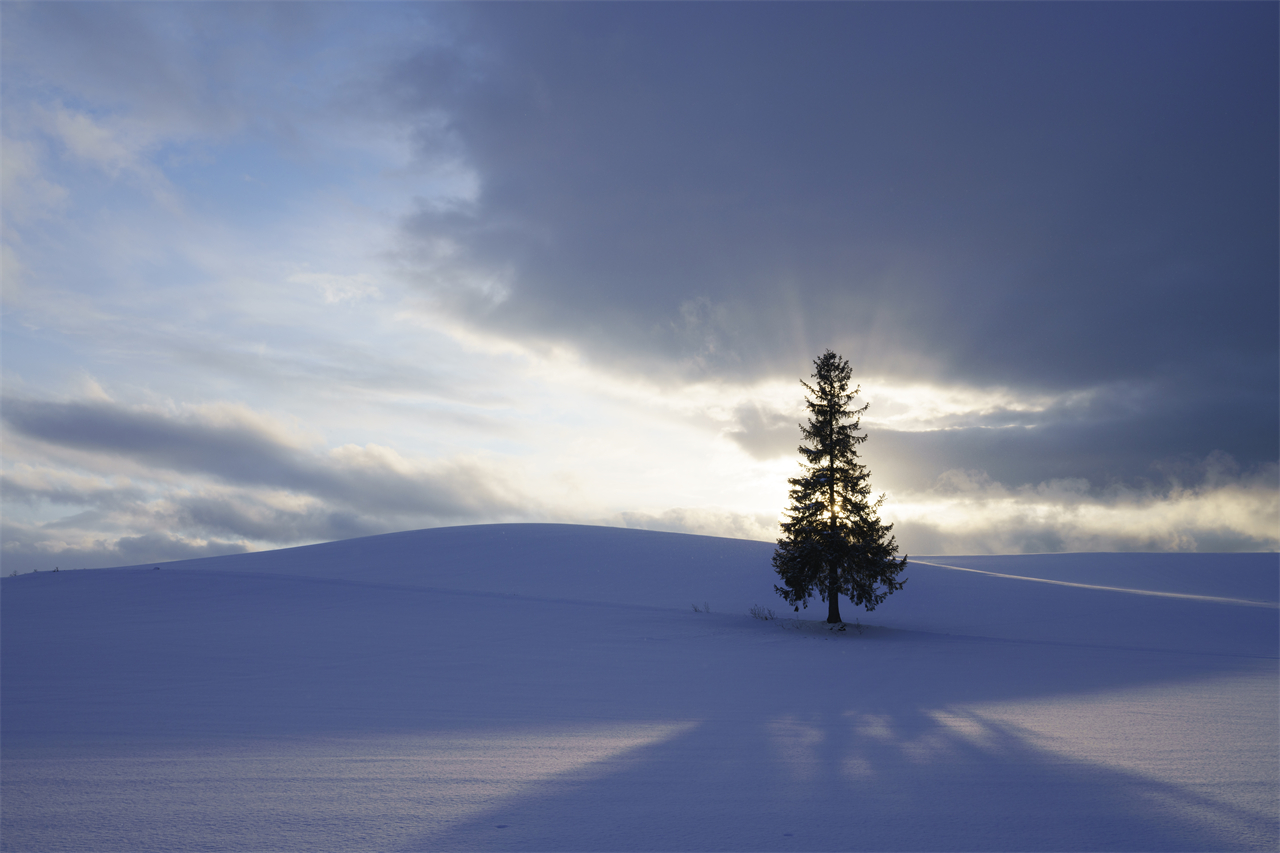 聖誕樹之木是在旭川市東南部的美瑛町平緩山坡上上的一棵雲杉樹,至於名稱的由來,有各種各樣的意見,例如樹類似於聖誕樹的形狀,或者樹的尖端表現星星的形狀,總之這個名稱和沒有裝飾的聖誕樹有關。不分四季,晝夜都很美的這棵聖誕樹是美瑛最受歡迎的樹之一。 聖誕樹之木是在旭川市東南部的美瑛町平緩山坡上上的一棵雲杉樹,至於名稱的由來,有各種各樣的意見,例如樹類似於聖誕樹的形狀,或者樹的尖端表現星星的形狀,總之這個名稱和沒有裝飾的聖誕樹有關。不分四季,晝夜都很美的這棵聖誕樹是美瑛最受歡迎的樹之一。