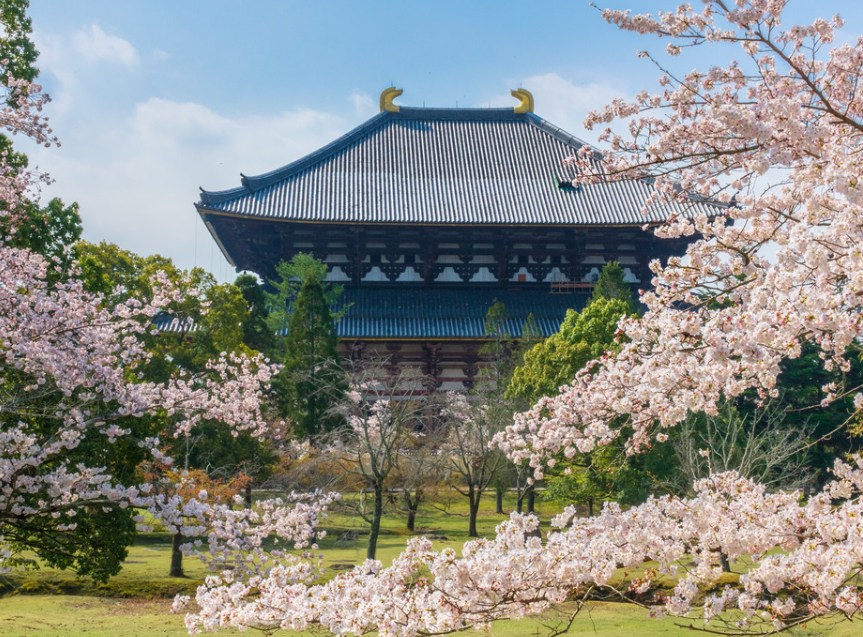 樱花季限定｜奈良公园+吉野山赏樱一日游｜大阪出发