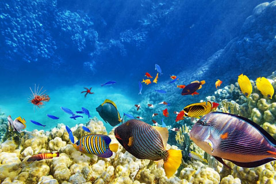 Marsa Alam: Hamata Islands Snorkeling Trip with Lunch