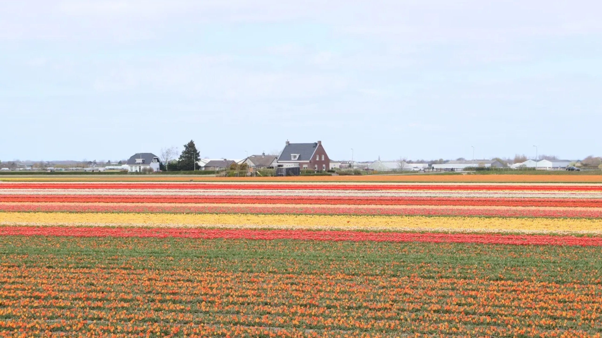 Amsterdam Keukenhof & Delft Full-Day Flower Viewing Tour