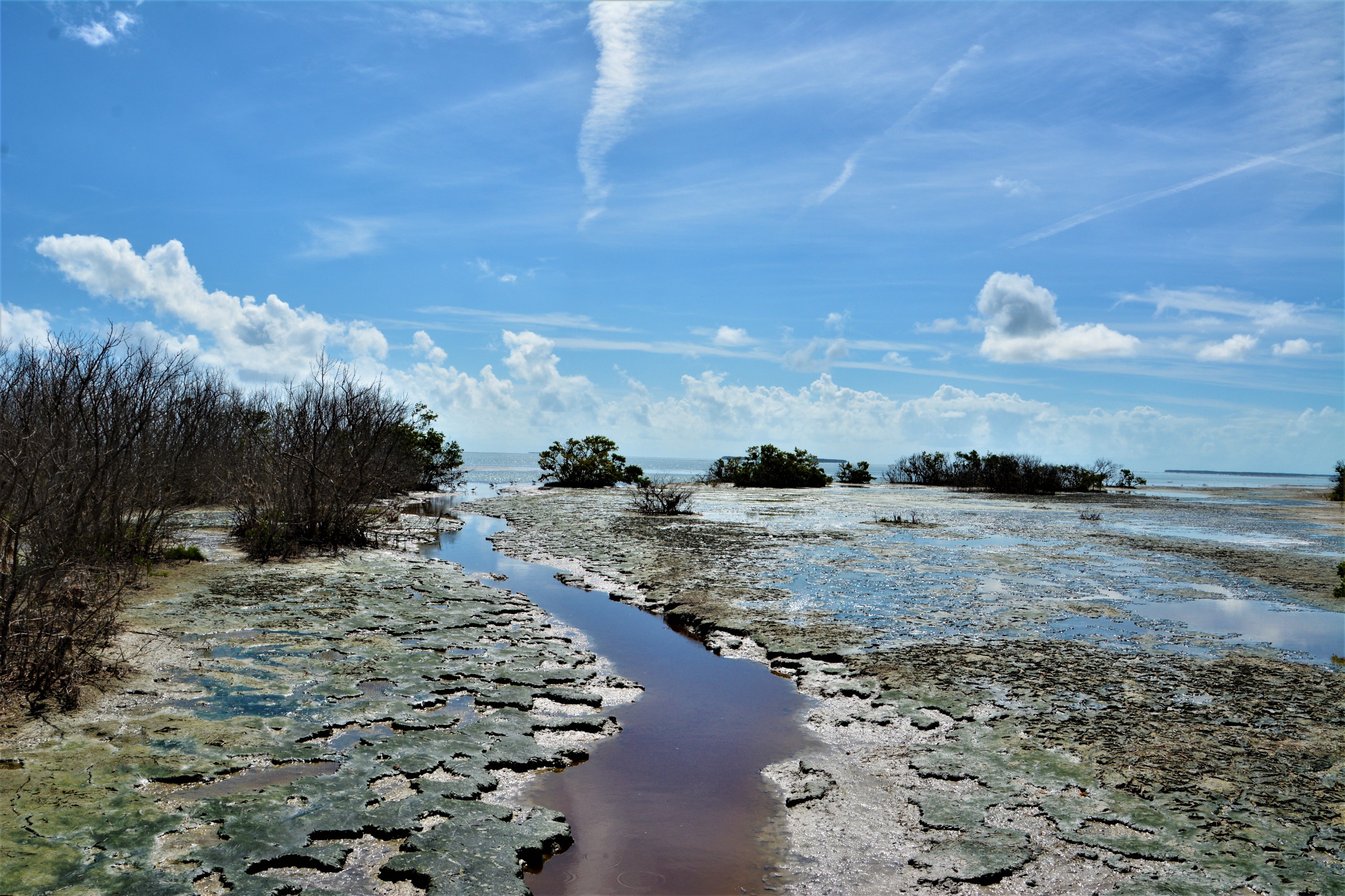 Trek the Snake Bight Trail for a chance to see wading birds and mangroves