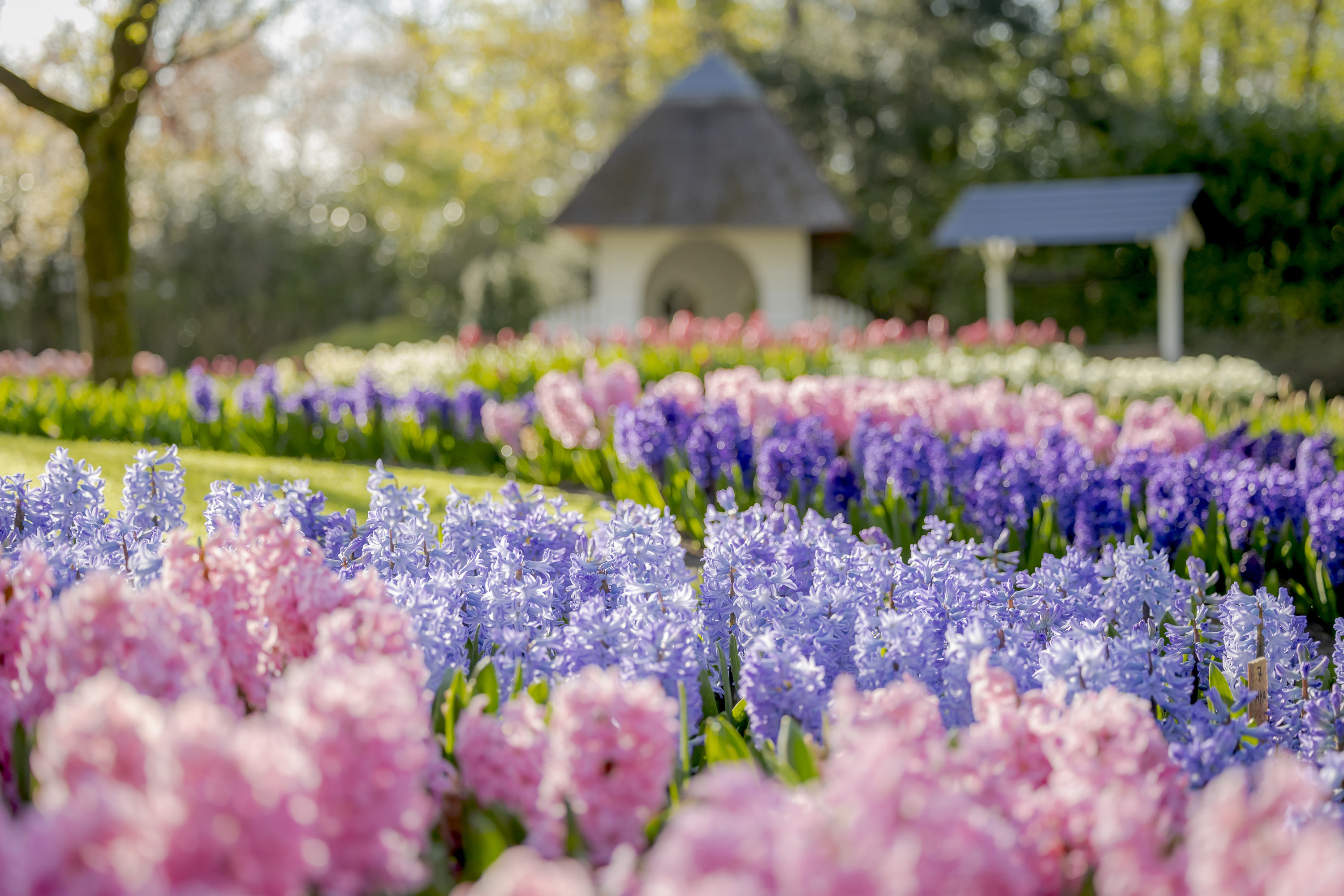 Keukenhof Gardens Ticket with Hop-on Hop-off Bus from Amsterdam