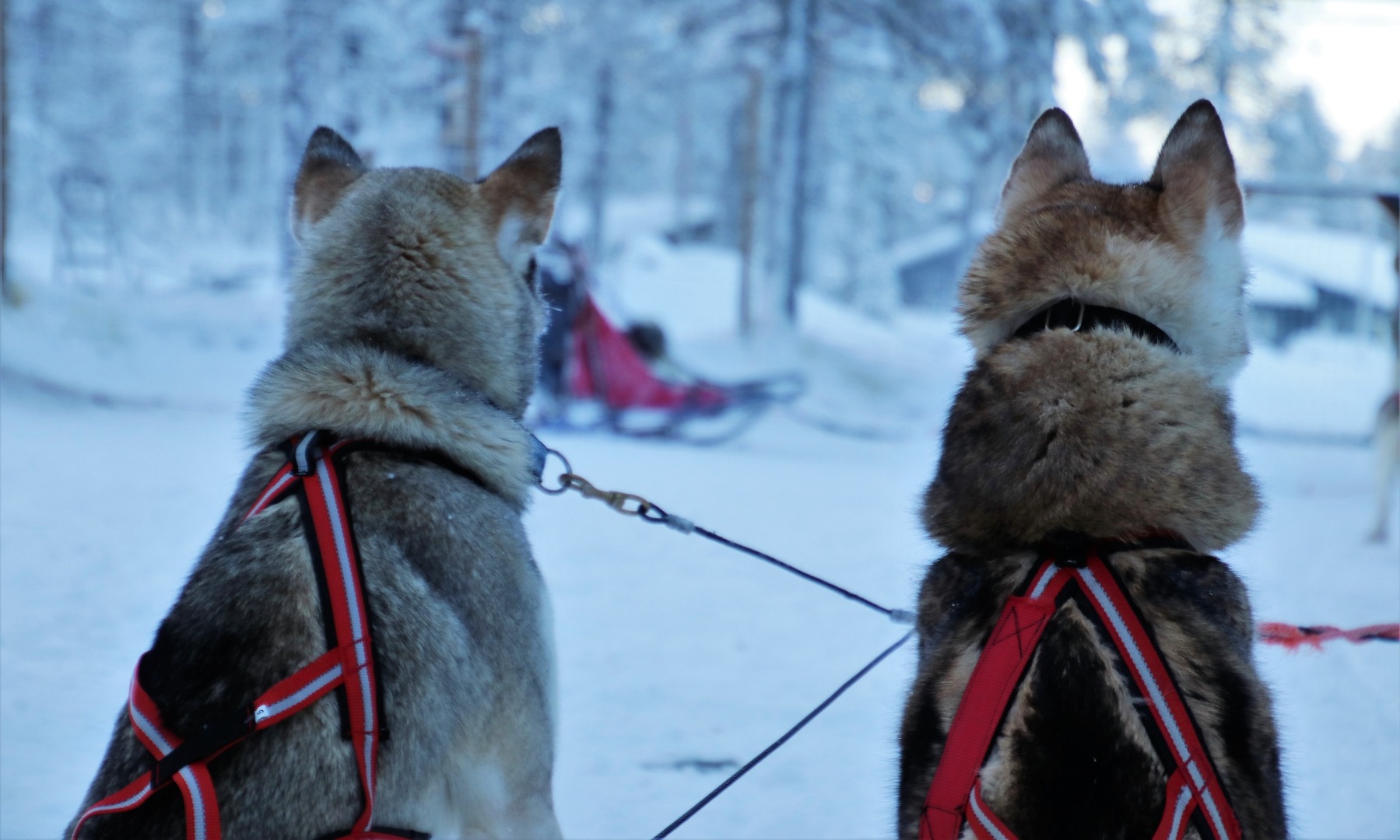羅瓦涅米哈士奇犬舍參觀 & 哈士奇雪橇體驗