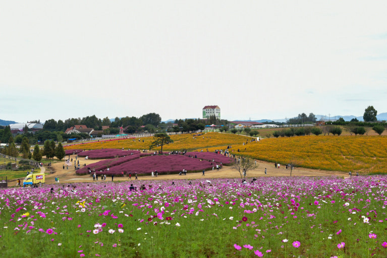 遼闊草原與湛藍天空，交織成一幅如詩如畫的田園風光。