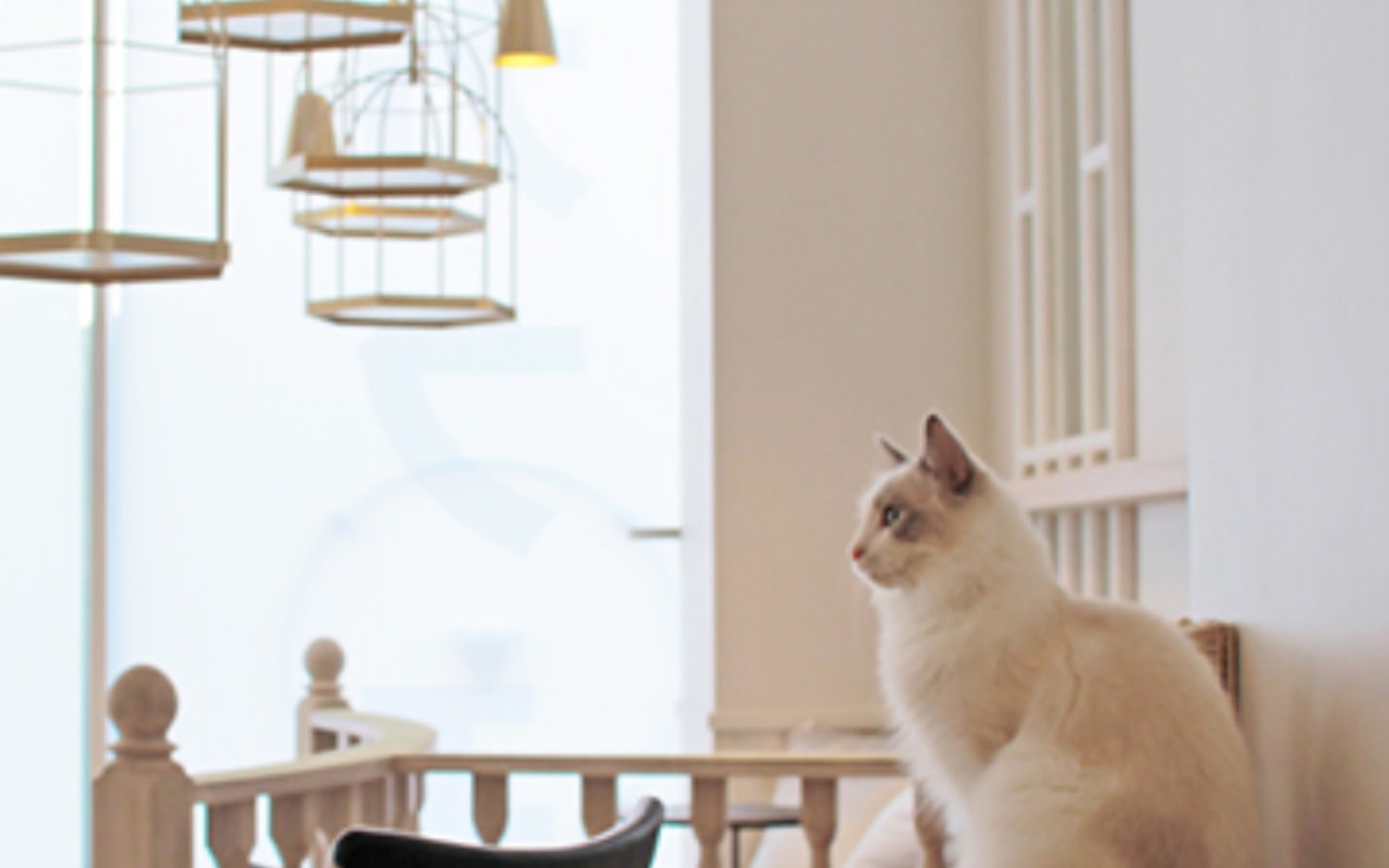 Cat Cafe MOCHA in Harajuku