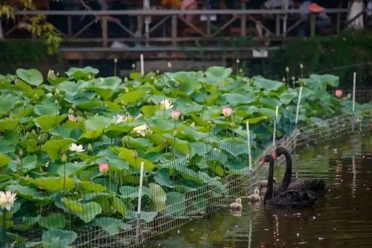 成都私人導覽1日遊 武侯祠 錦裡 杜甫草堂 人民公園茶館