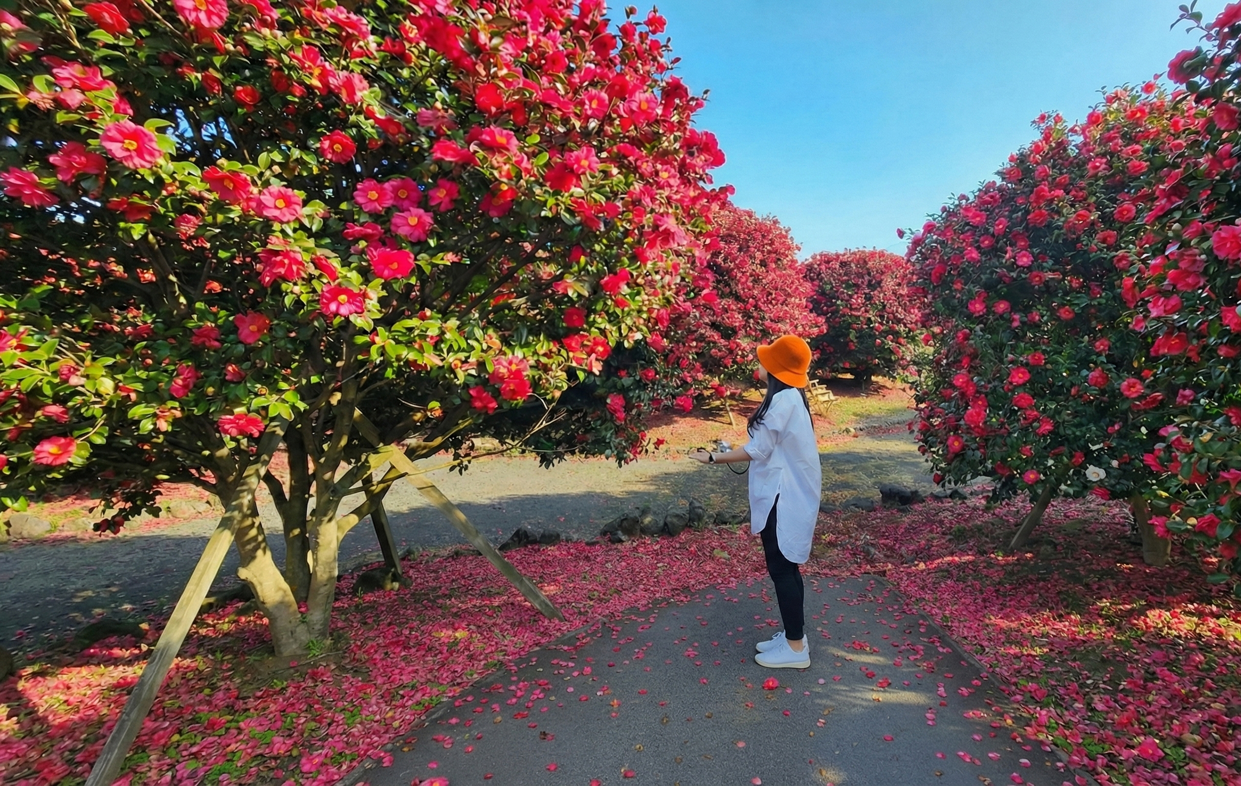 Discover seasonal beauty at Camellia Hill in Jeju.