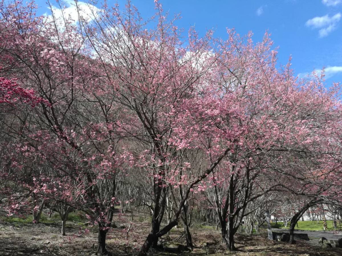 武陵農場 桜花見ツアー（台中）