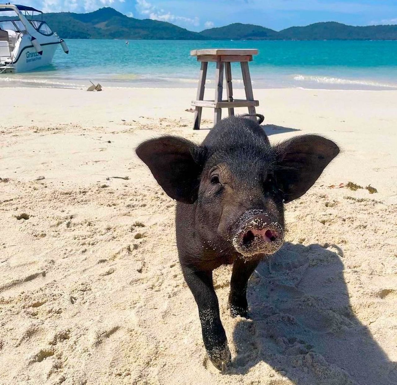 蘇梅島：私人長尾船遊豬島浮潛