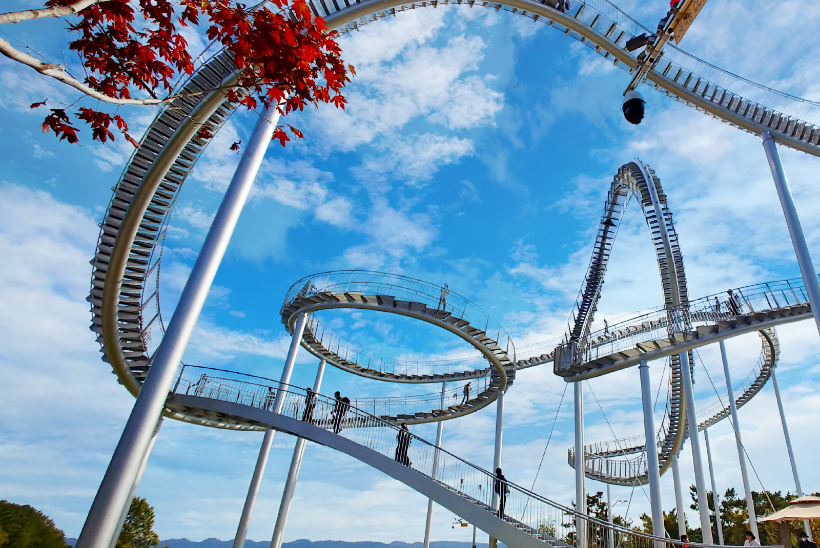 Pohang Space Walk x Cherry Blossom, Guryongpo, Homigot Canola Flower