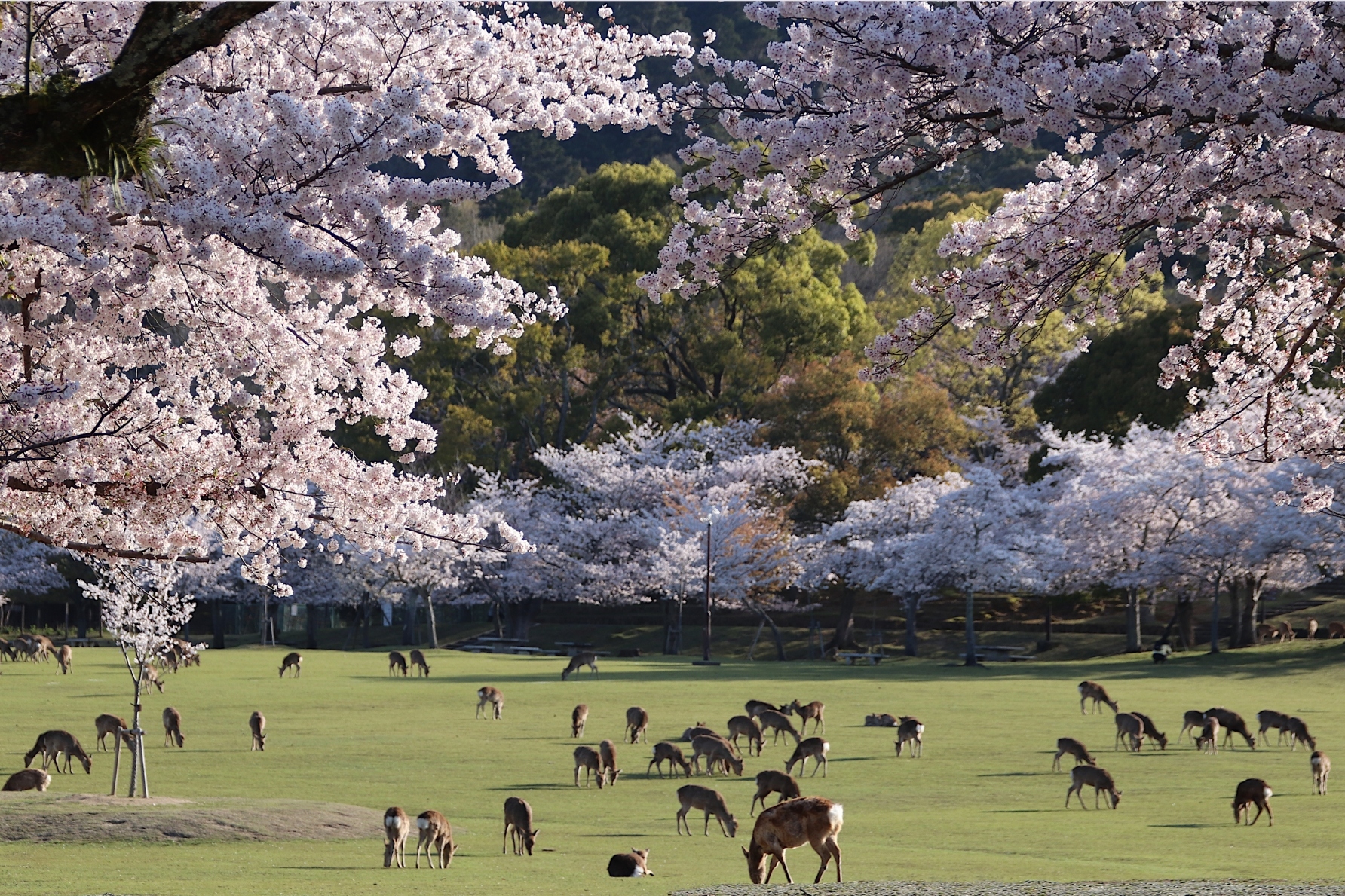 There are many deer scattered throughout the vast area of ​​Nara Park. When deer cross the road, vehicles will patiently wait for them to pass safely.