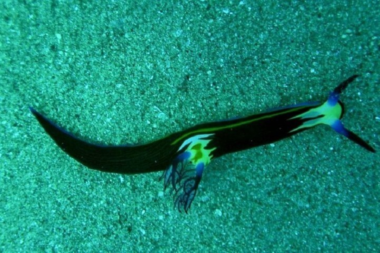 達哈布三池國家公園和全地形車四輪摩托車巴士之旅 - 沙姆沙伊赫