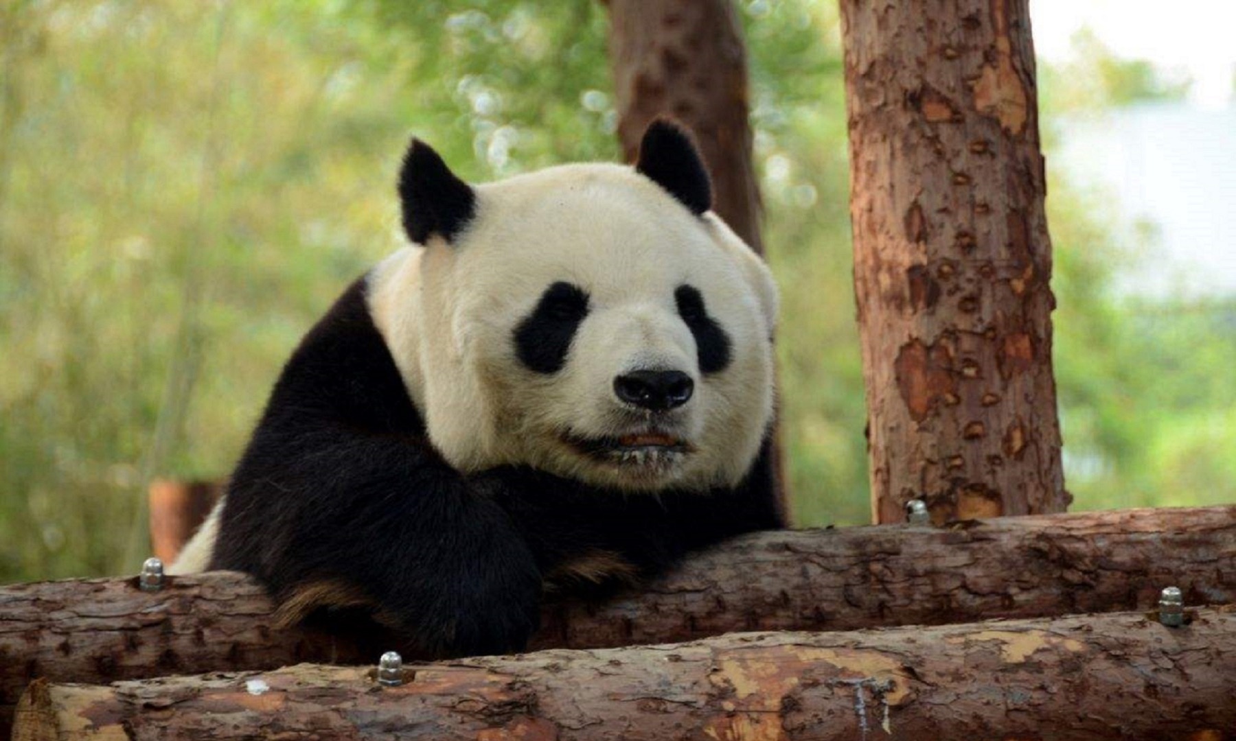 北京海洋館 & 北京動物園 門票