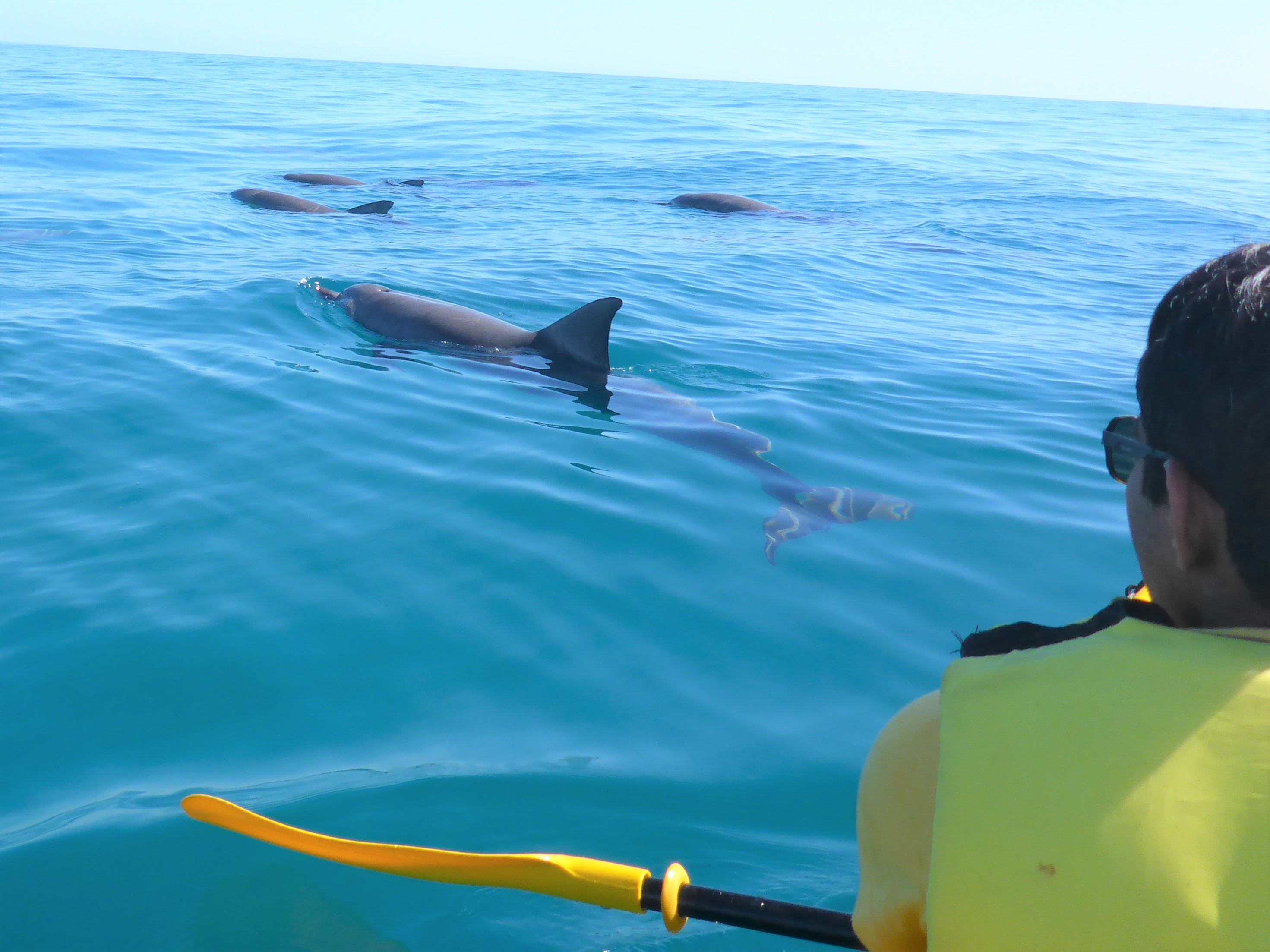 Noosa Dolphin Kayak Tour & Beach 4X4 Adventure