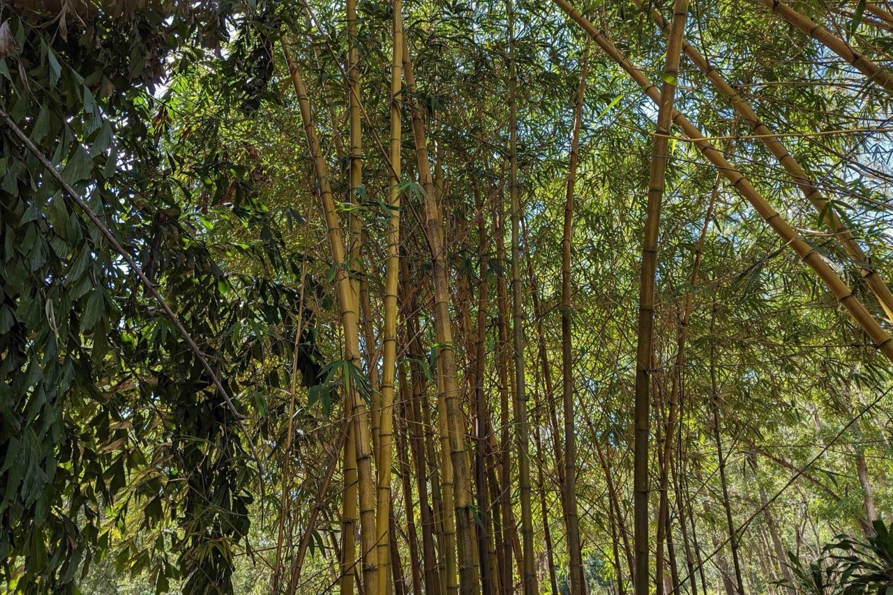 5 小時熱帶花園與觀光旅遊