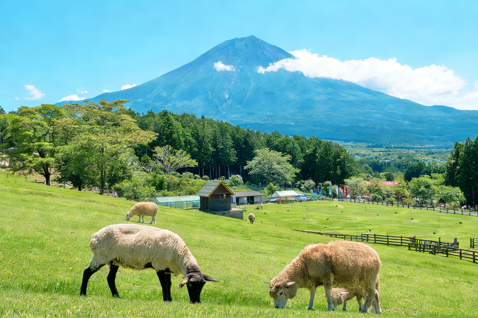 Mount Fuji , Makaino Farm, Lake Tanuki, Arakurayama Sengen Park tour