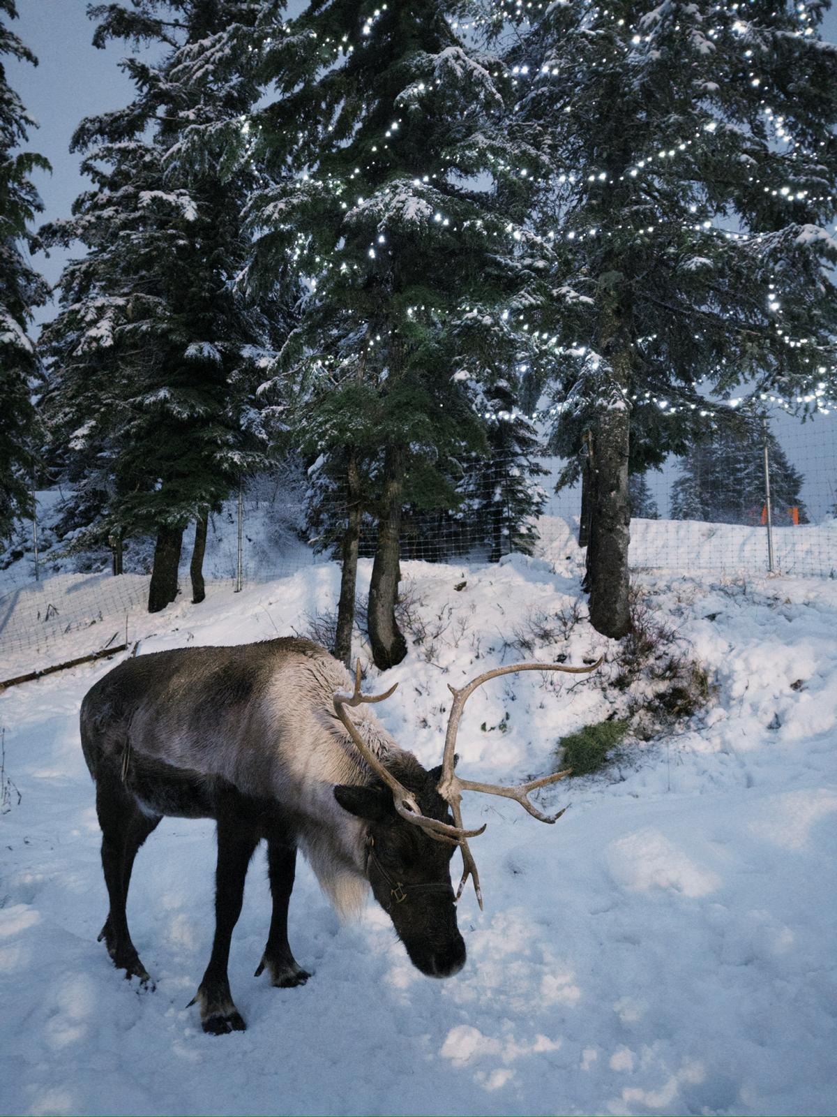 Wildlife