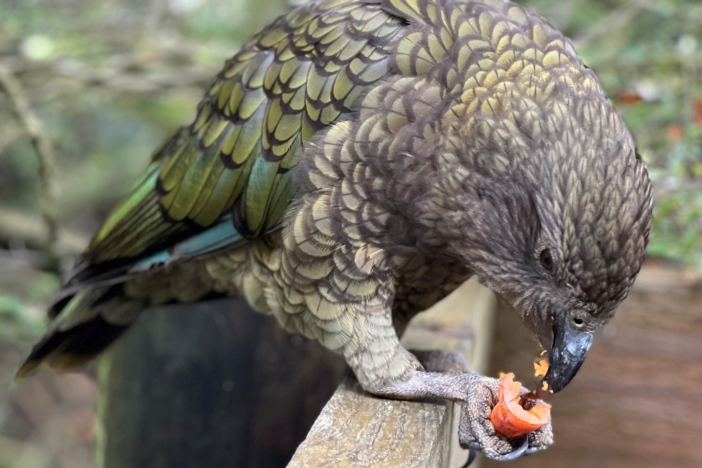 纽西兰 Orana Wildlife Park 野生动物园门票