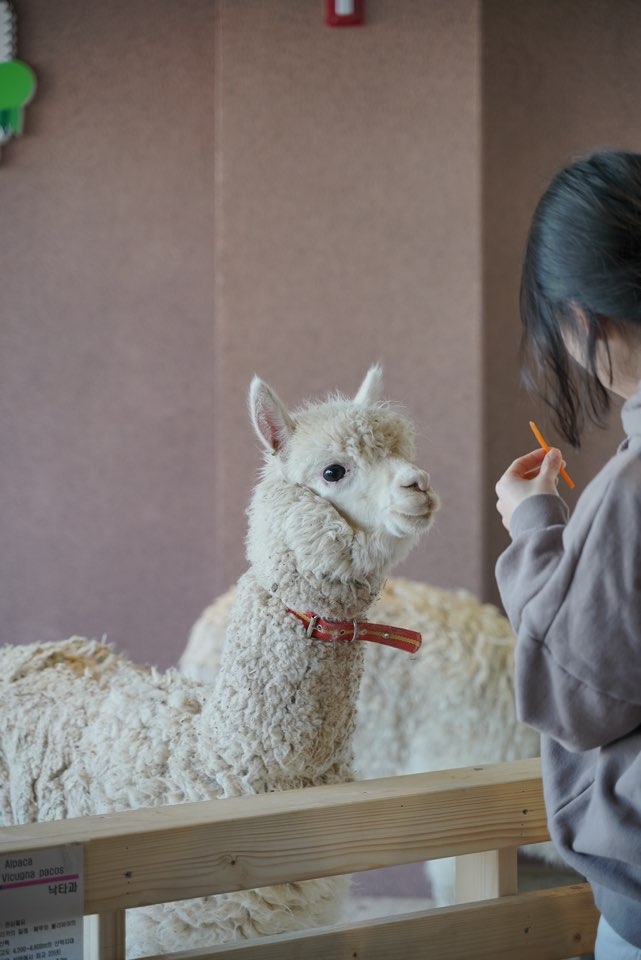 Description: Get up close with adorable animals like alpacas and more in a cozy, family-friendly indoor zoo.