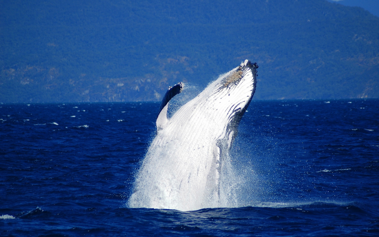 Fitzroy Island and Humpback Whale Watching Experience from Cairns