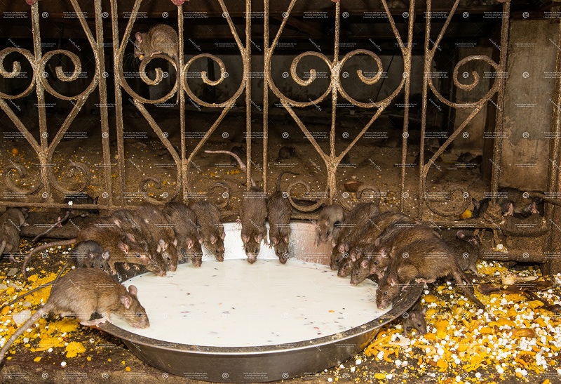 See Camel Centre, Rat Temple from Jodhpur & Bikaner Drop with Guide