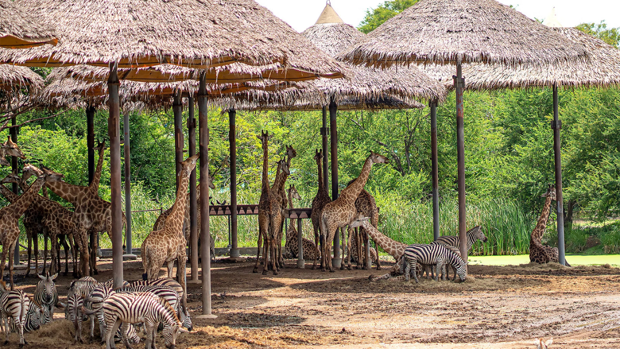 曼谷賽瑞福野生動物園之旅（含酒店往返接送）