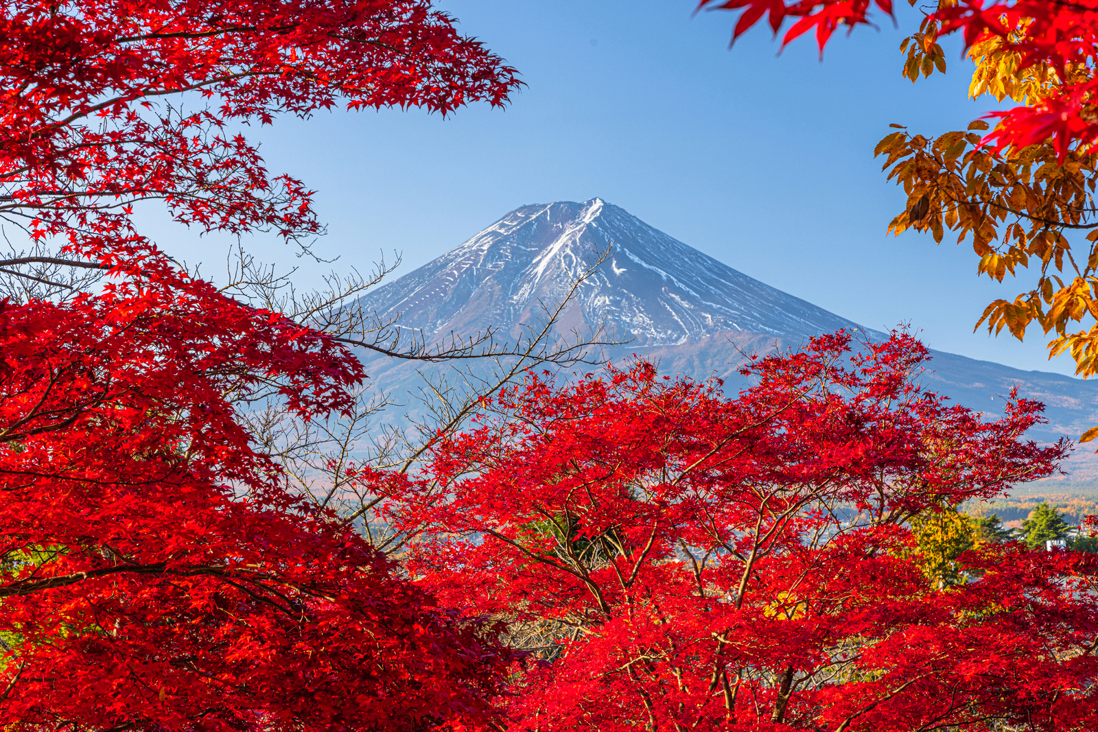富士山一日遊: 新倉山淺間公園 & 忍野八海 & 西湖溫柔之鄉根場 (東京出發)
