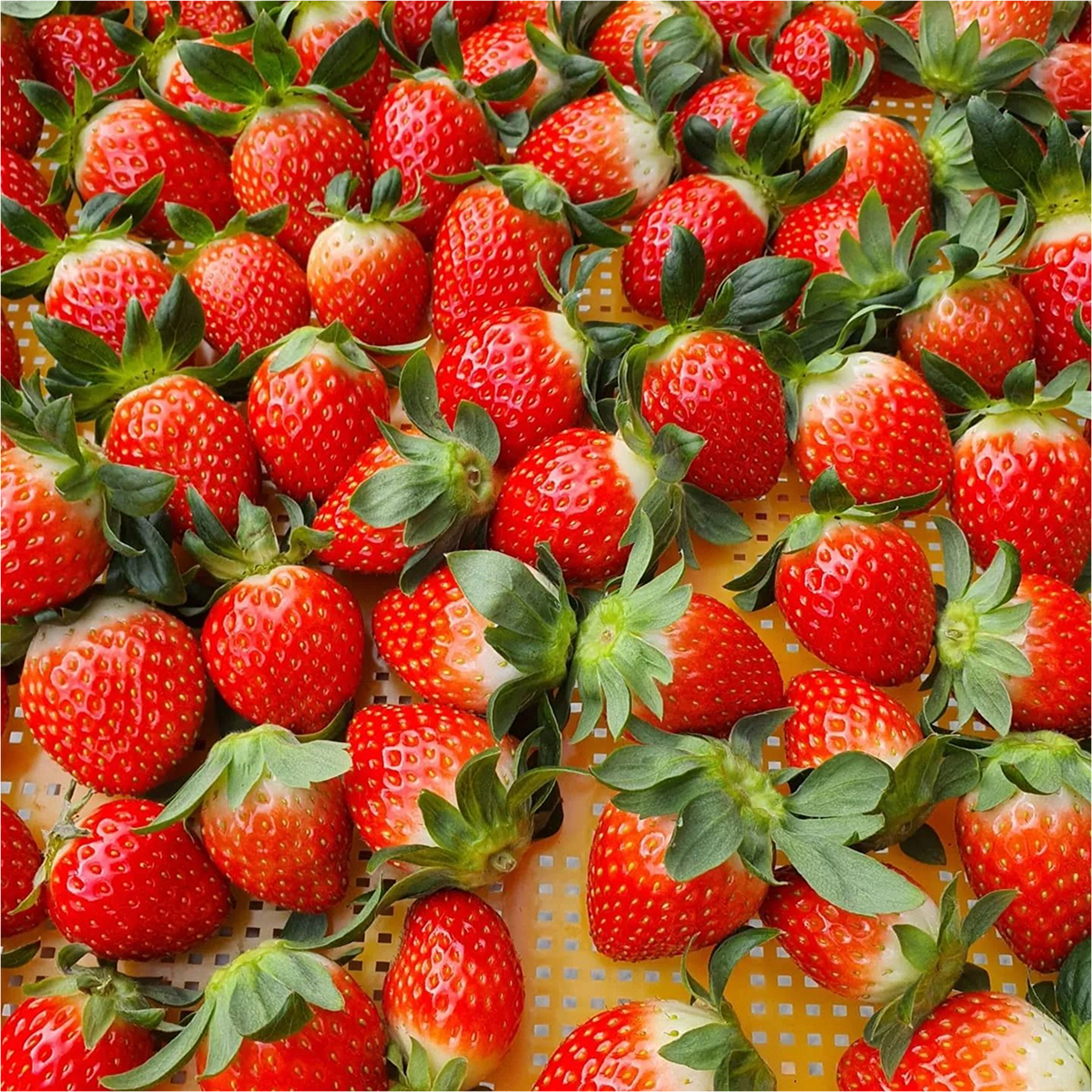 🍓冬季是草莓的季節。韓國草莓以其香甜美味而聞名。