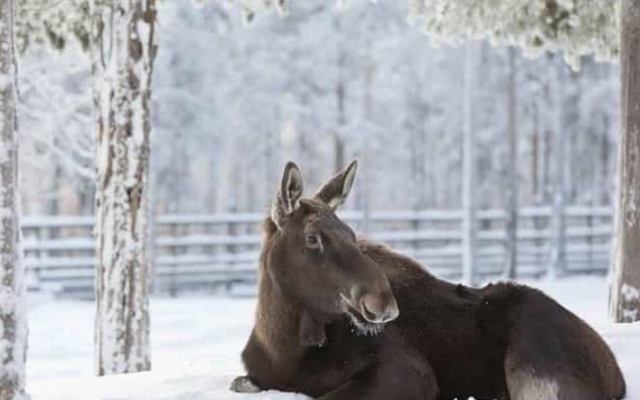 Rovaniemi Ranua Wildlife Park Half-Day Small Group Tour