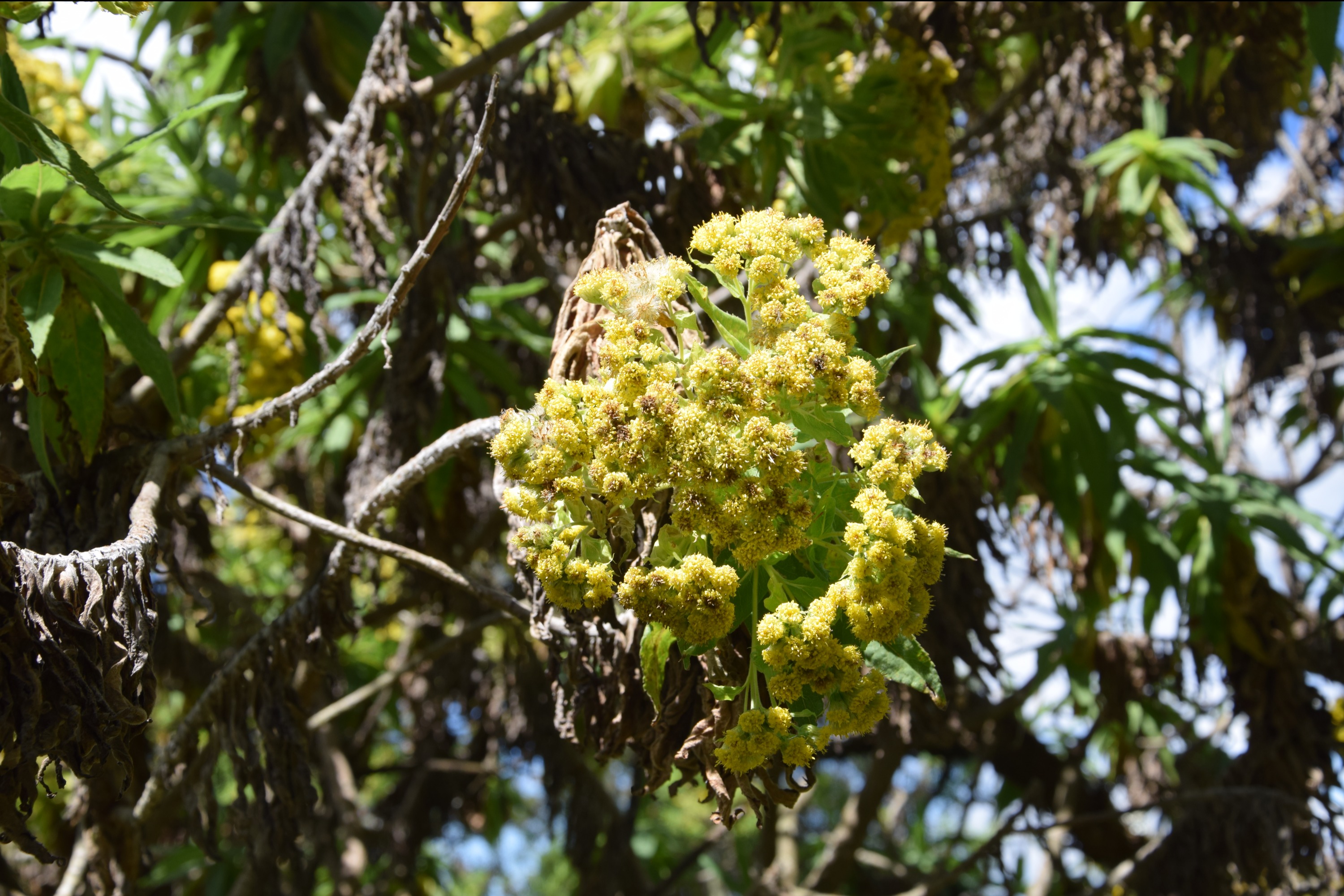 Hike the Enchanting Seven Ponds of the Aberdares (One-Day Trip)