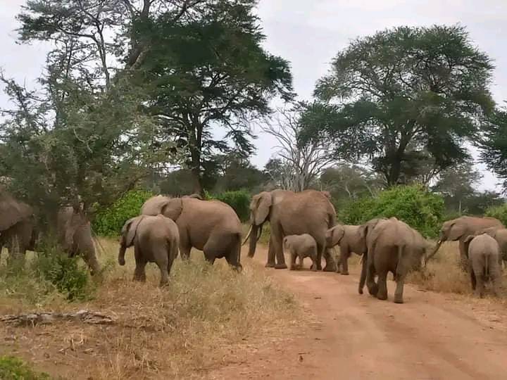 3日安博塞利野生動物園：邂逅非洲五霸